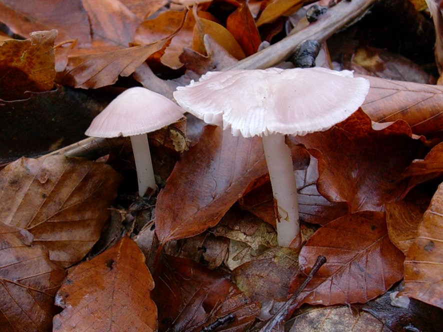 532 Dicembre vecchio ritrovamento